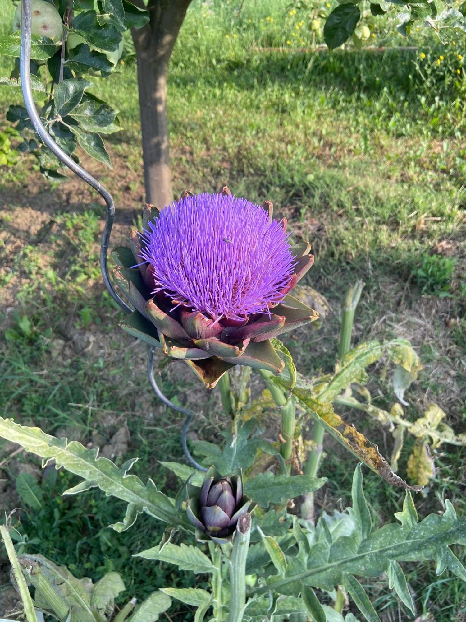 Agriturismo I Tassoni Villa Pavullo nel Frignano Dış mekan fotoğraf